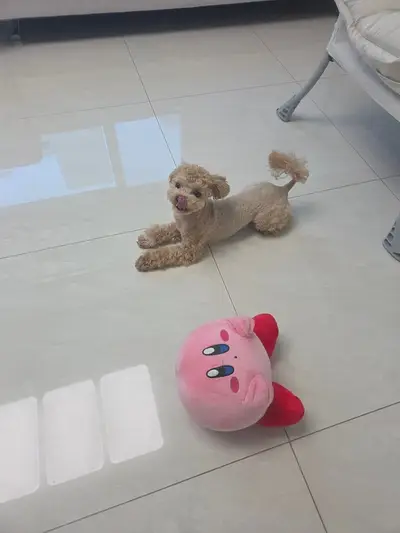 매트 위에 엎드려 있는 강아지